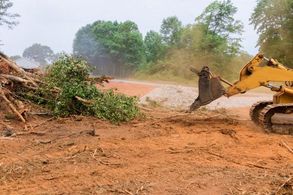 Ground Clearing in Sandpoint