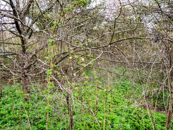 Underbrush Clearing in Sandpoint