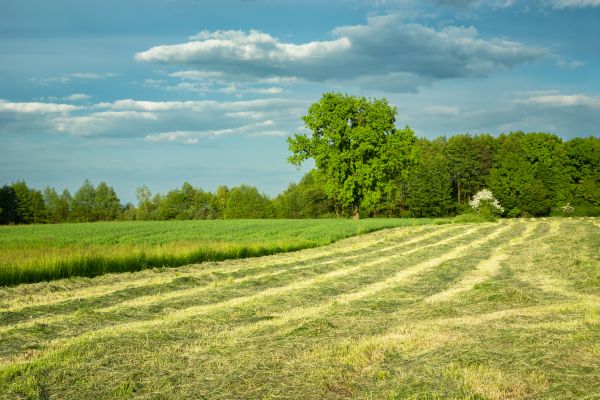 Cost of Vegetation Removal in Sandpoint