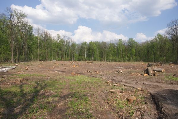 Pasture Clearing in Sandpoint
