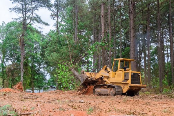 Forest Thinning in Sandpoint