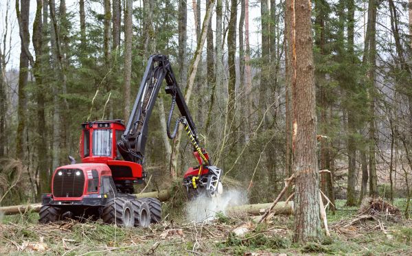Forest Clearance Service in Sandpoint