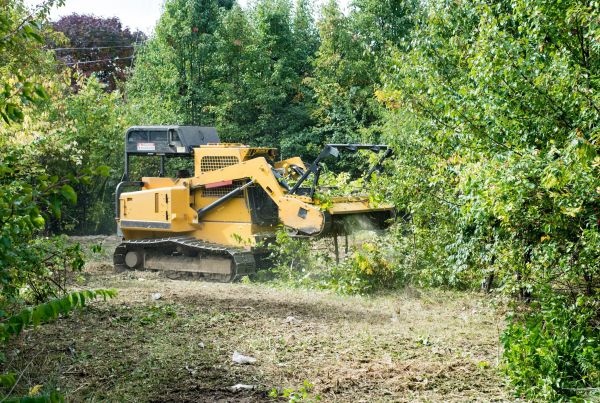 Pathway Clearing in Sandpoint