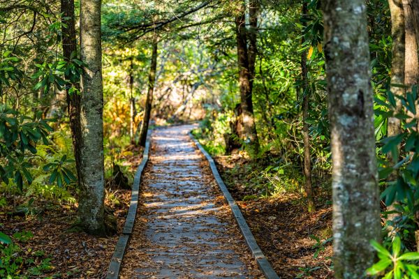 Cost of Trail Clearing in Sandpoint