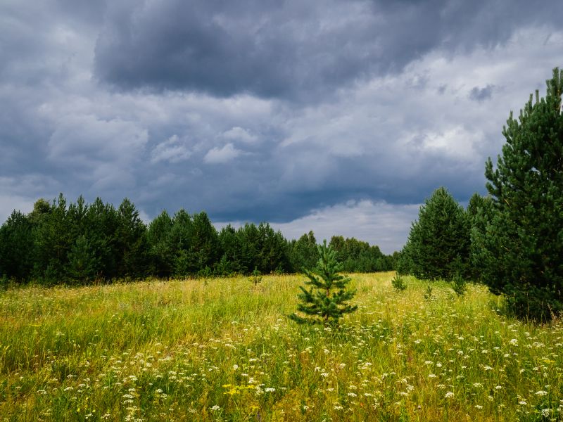 Storm Damage Land Clearing